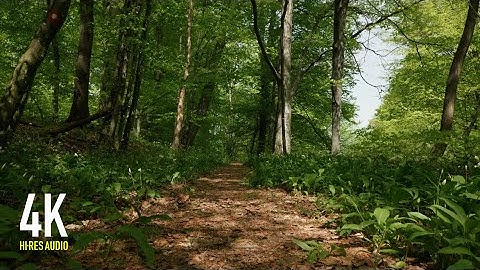 Spring Birdsong for Deep Focus & Study | Green Forest Ambience with Wild Garlic 4K
