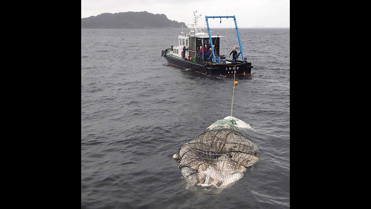 クジラの死骸を 水葬 横須賀市 神奈川新聞 カナロコ Youtube