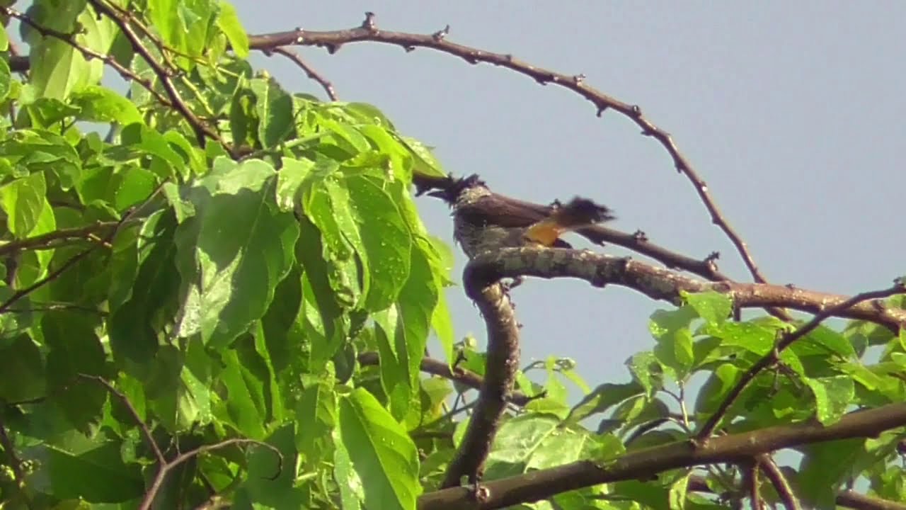 Tak Disangka..!! Ternyata Banyak Burung Suka Hinggap di Pohon Seperti