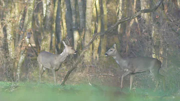 Quand les chevreuils mettent bas ?