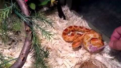 Amel Corn Snake Eating A Mouse