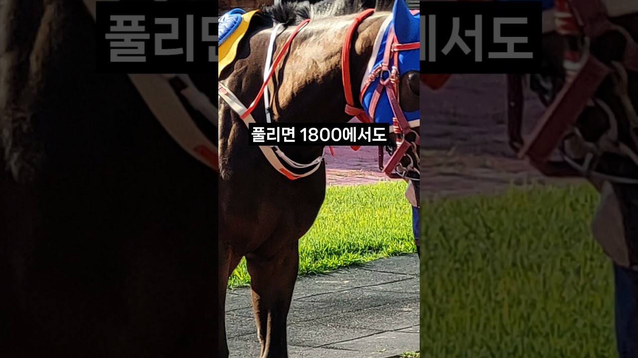 26.01.25 부산경마 03경주