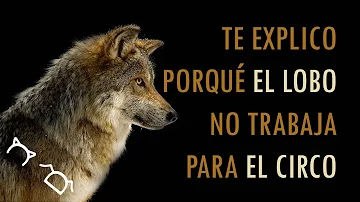 ¿Por qué no puede ladrar un lobo?