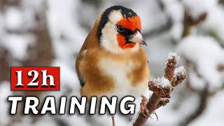 GOLDFINCH 12h  The Best Training Song - Last Days of Winter