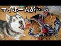 【悲報】自分の家が猫にペシャンコに潰されていたハスキー犬の反応がこちら
