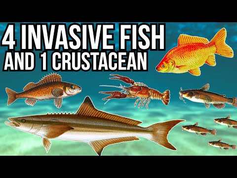 4 Problem Invasive Fish and 1 Crustacean