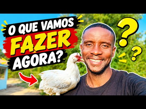 O QUE FAZER COM OS PATOS QUE RESTARAM? Nossa rotina em Moçambique!