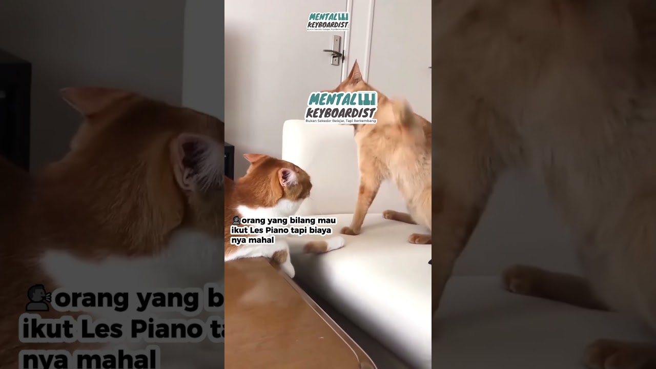 LES PIANO MAHAL?? SAY NO TO MENTAL KEYBOARDIST🗣️🤚 