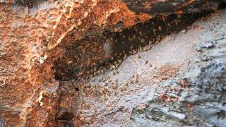 Hawaii Volcano Lava Tube Exploration H-Bees #3 - Short - 2022