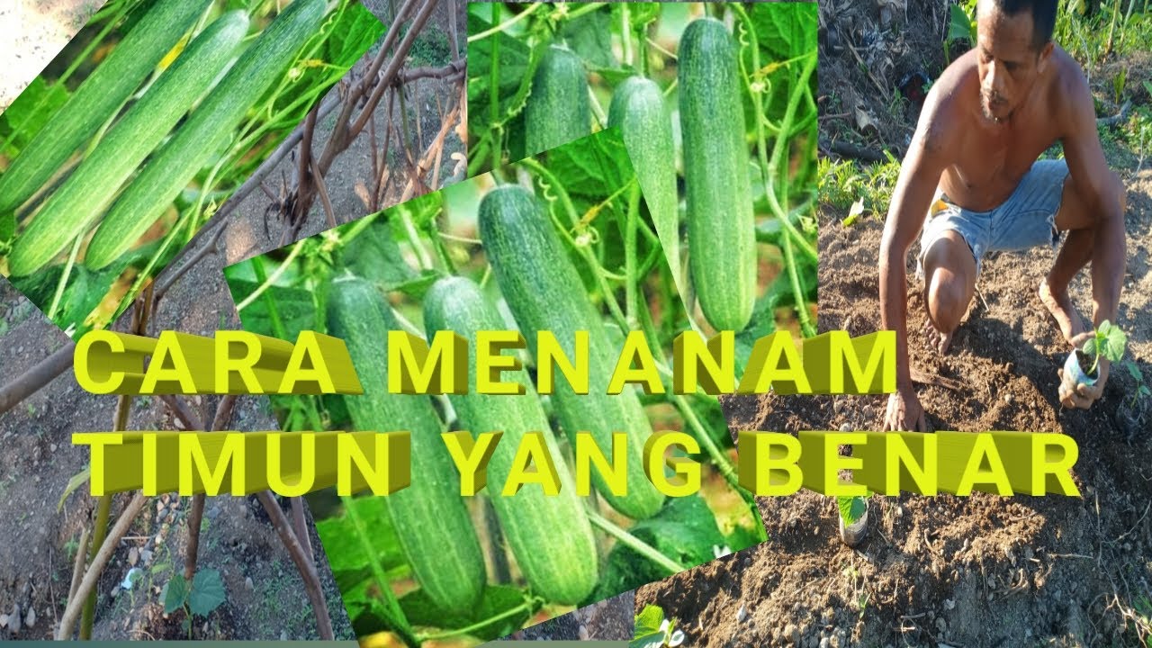 Cara Menanam Timun Yang Benar 