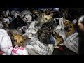 50+ dogs rescued from Indonesian slaughterhouse