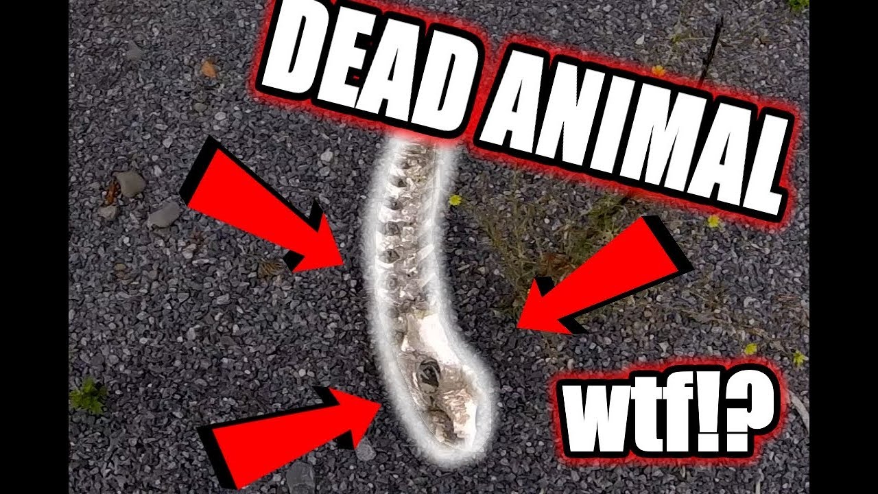 I FOUND DEAD ANIMALS!?! - YouTube