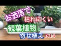 育てやすく枯れにくい観葉植物の寄せ植えpet.4