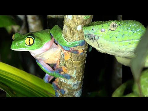 Costa Rica Cloud Forest Adventure