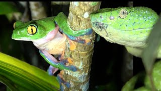 Costa Rica Cloud Forest Adventure