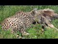 The Cheetah And Prey Ndutu Ngorongoro Conservation Area Tanzania With TIMON SAFARIS The Cheetah And Prey Ndutu Ngorongoro Conservation Area Tanzania With TIMON SAFARIS