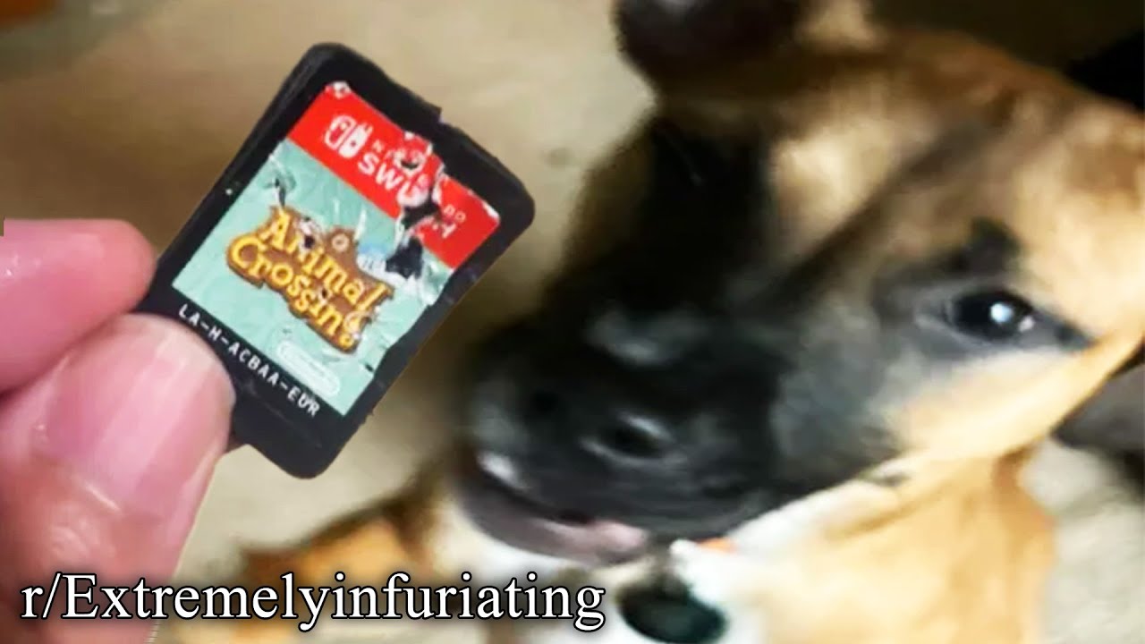 r/ExtremelyinfuriaTing | man went CHOMP