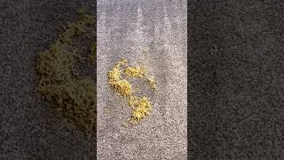 Ramen Noodle Carpet Clean