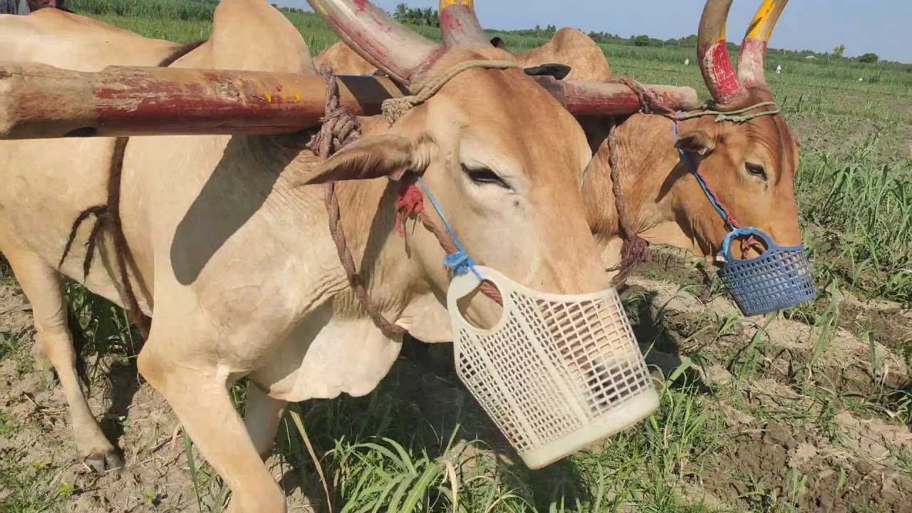Bull plowing at Sugarcane sail | Bullock frame Agriculture work | Bullock using sugarcane sail