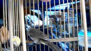หน้านวลตัวเมีย.avi