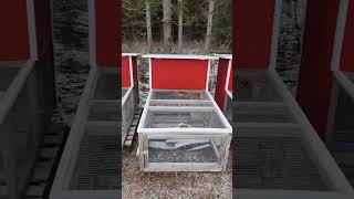 Hogg Haven Hen Houses Rent-a-Chicken Program - Episode 3