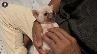 Unwanted With Only 2 Legs... His First Time Feeling A Warm Hug Made Us Cry