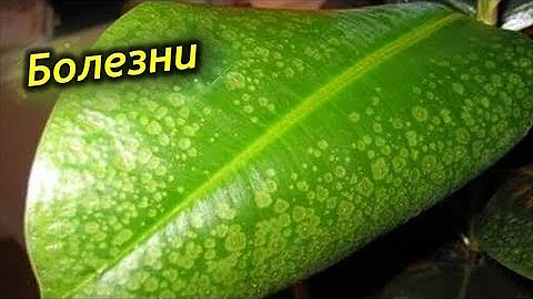 Как вылечить Фикус? Болезни и проблемы выращивания фикуса каучуконосного!