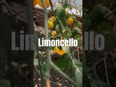Limoncello | Limon | Полезные свойства лимона | Повышает Вибрации Тела | Оздоравливает | Очищает