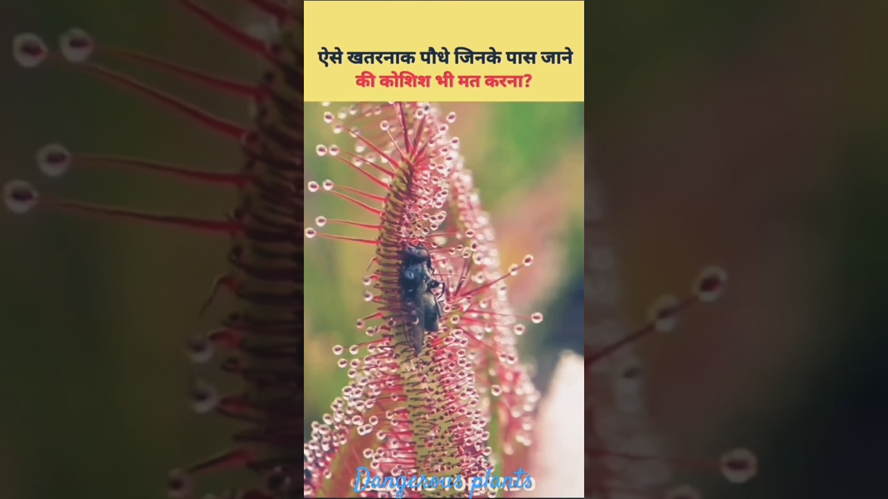 Most Dangerous Plants in the World☘️ 