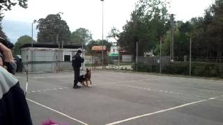 Caini Politie - Demonstratie