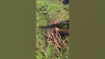Smart Idea Simple Tool To Cut Cassava Stems Easily And Quickly #shorts