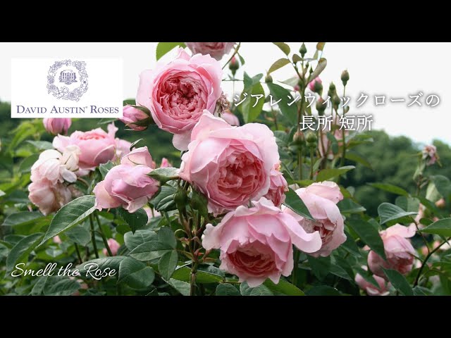 可愛いピンクの花が咲く人気のイングリッシュローズです。 How to grow Ziallenwick roses - YouTube