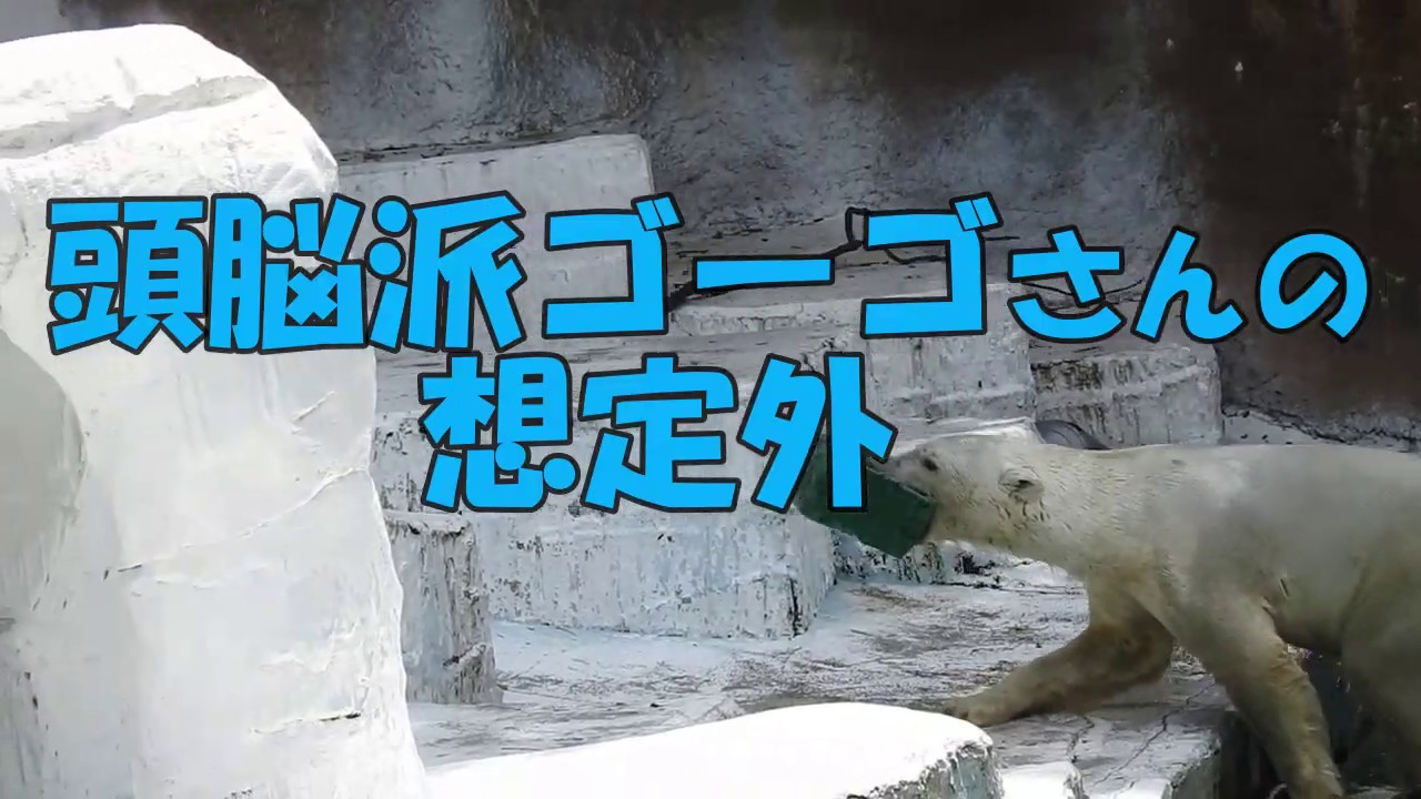 頭脳派ゴーゴさんの想定外　天王寺動物園のホッキョクグマ