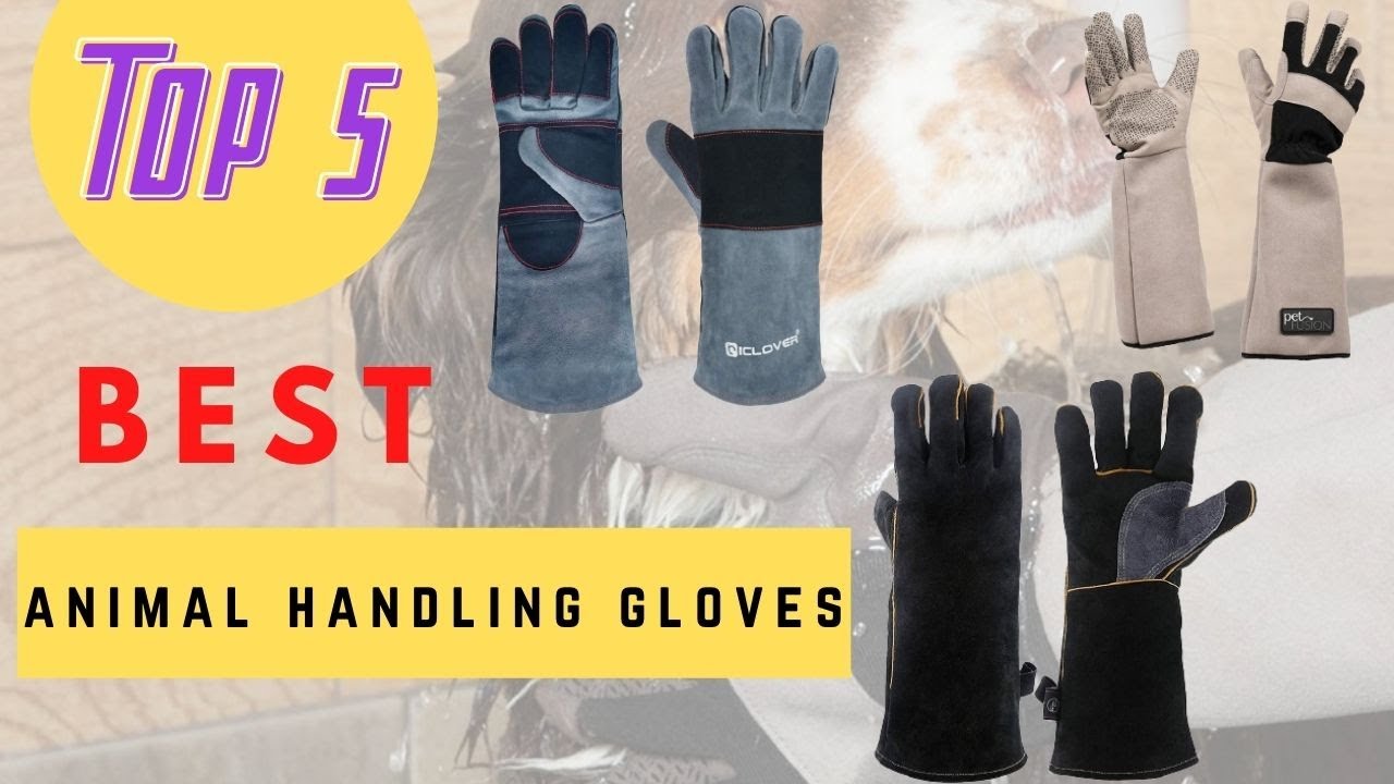 Update Best Animal Handling Gloves 2021 YouTube