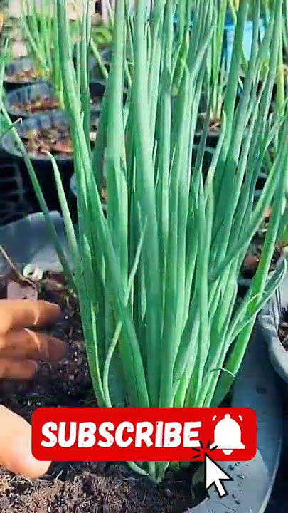 Panen daun bawang di kebun sendiri #shorts