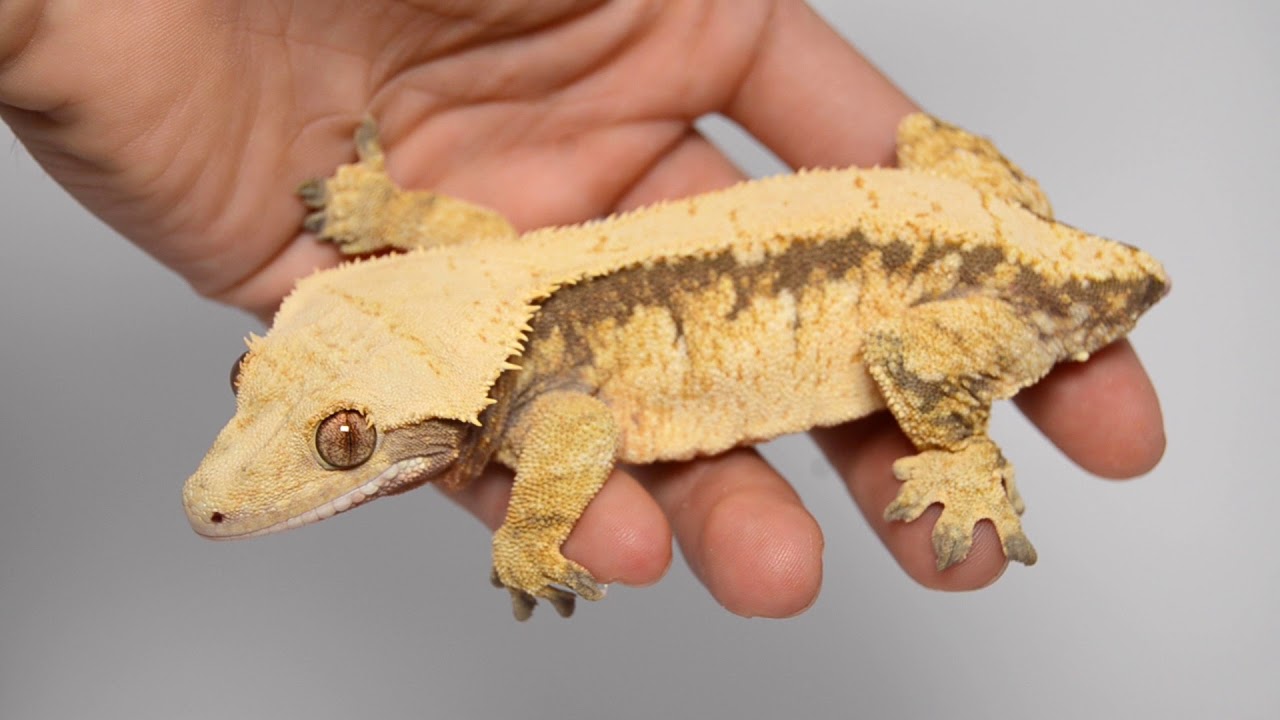 Handling Your Crested Gecko (New Owners Watch This)