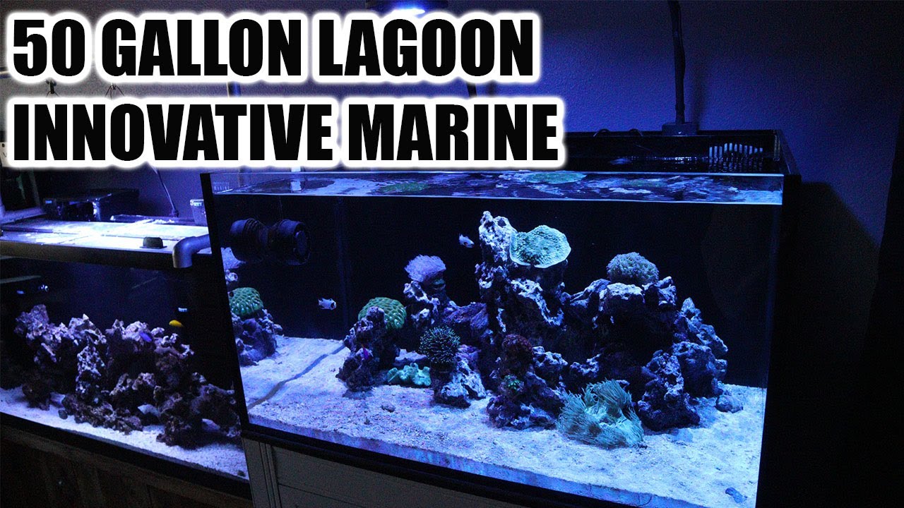 NUVO Fusion  50 AIO Lagoon w/ APS Stand- Innovative Marine