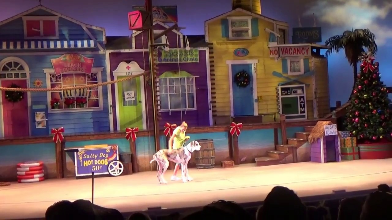 Pets Ahoy Seaworld Orlando 2016 YouTube