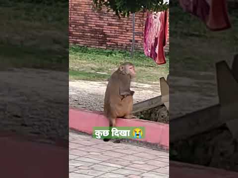 देखिए बन्दर की एक हाथ 😭😭😭😭#shorts #viral #sad #monkey #problem #naturephotography #video