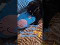 забота толстаяcat Cat веселыекоты Pets видосыоткота Cute прикольныекоты красиваякошка Love 