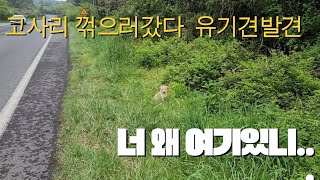 유기견|유기견입양|제주도유기견|고사리|유기견브이로그|유기견구조|유기견임시보호|