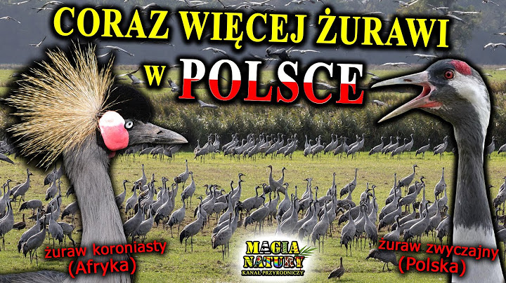 Magiczne ŻURAWIE - Dlaczego Ich Przybywa? Jak Brzmi Klangor?