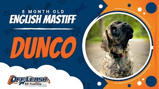 English Mastiff, 8 Month Old, Dunco | Best Dog Trainers Northern VA | Off Leash K9