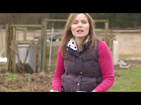 Tips for growing vegetables in March - Which? Gardening