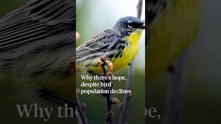 Why there's hope, despite bird population declines