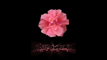 صباح الخير 🌺 اجمل حالات واتس اب مقاطع قصيره🌺 قران كريم ان الله وملائكته يصلون على النبي🌺  بدون حقوق