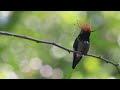 Rufous-crested Coquette