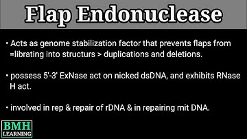 Flap Endonuclease |
