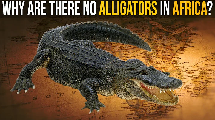 Why Are There No Alligators In Africa? - DayDayNews