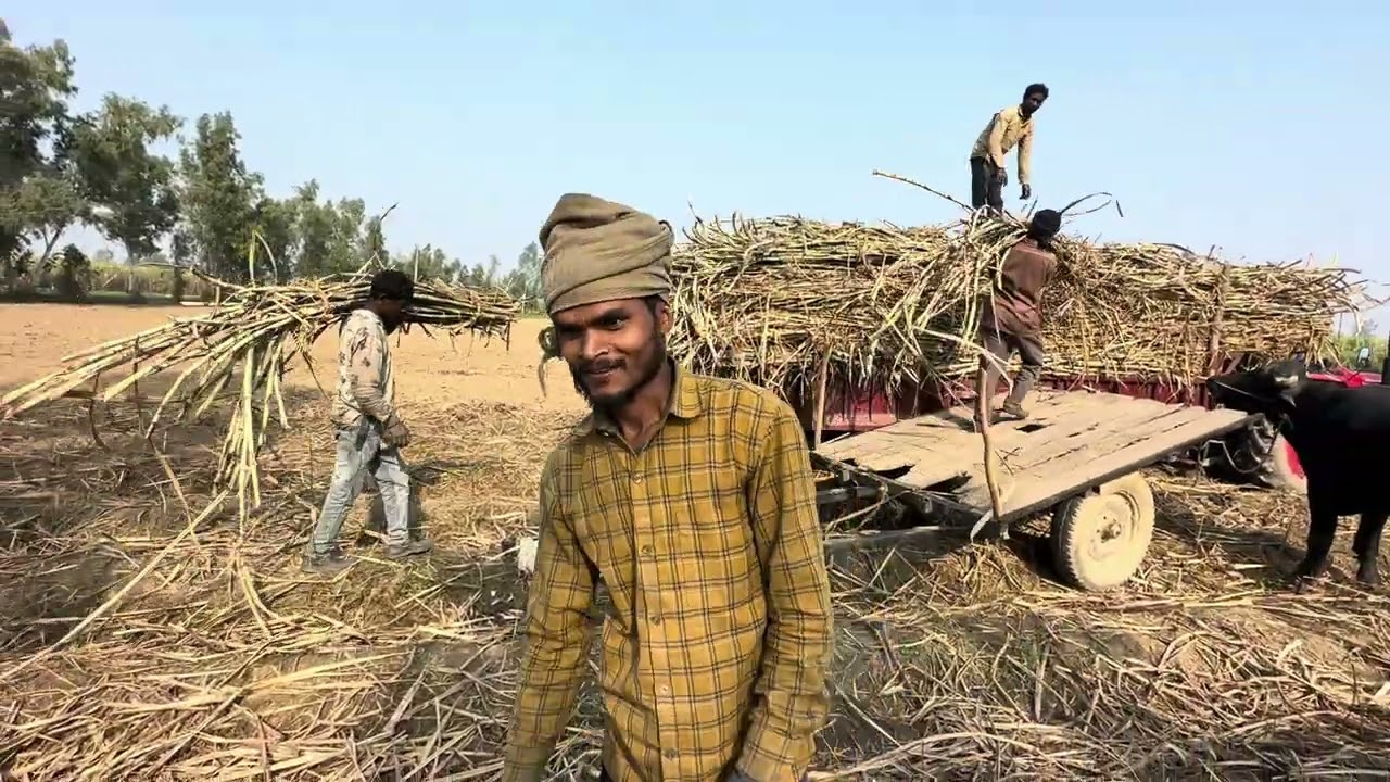 फिलहाल सब गन्नो से बेहतर 13235 की पेड़ी, अभी तो सबसे अच्छा विकल्प है ये गन्ना,